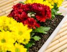 Liaflor pro zahradní a dekorační účely